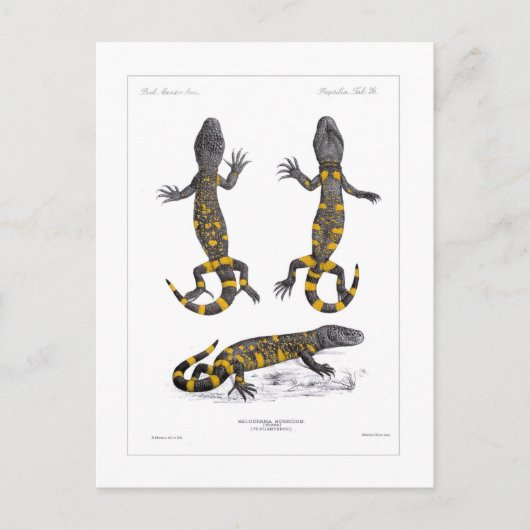 Heloderma Horridum (Krustenechse) Postkarte (Vorderseite)