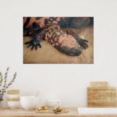 Heloderma suspectum poster (Küche)