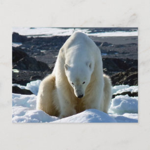 Help, my World is melting! Postkarte
