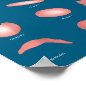 Hematology Red Blood Cell Laboratory Science Hemat Poster (Ecke)