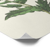 Hembane Wildblumen-Botanik Poster (Ecke)