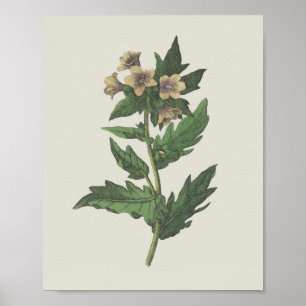 Hembane Wildblumen-Botanik Poster