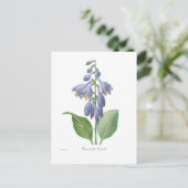 Hemerocallis caerulea (Herberge) Postkarte (Stehend Vorderseite)