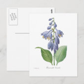 Hemerocallis caerulea (Herberge) Postkarte (Vorne/Hinten)