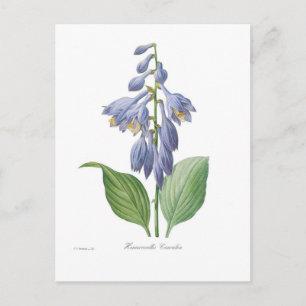 Hemerocallis caerulea (Herberge) Postkarte
