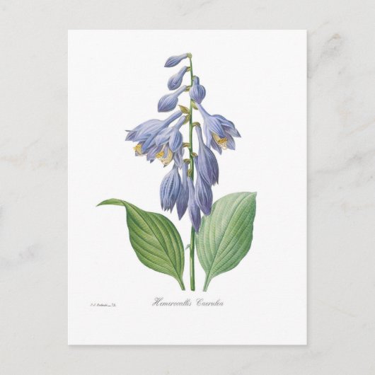 Hemerocallis caerulea (Herberge) Postkarte (Vorderseite)