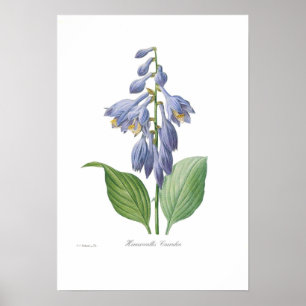 Hemerocallis caerulea poster