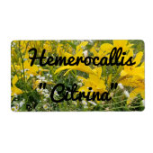 HEMEROCALLIS CITRINA LABEL (Vorne)