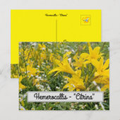 Hemerocallis - "Citrina" Postkarte (Vorne/Hinten)