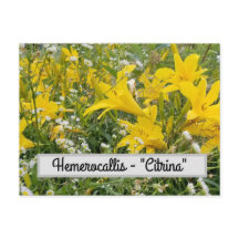Hemerocallis - "Citrina" Postkarte