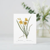 Hemerocallis flava postkarte (Stehend Vorderseite)