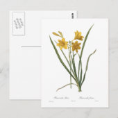 Hemerocallis flava postkarte (Vorne/Hinten)