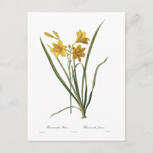 Hemerocallis flava postkarte (Vorderseite)