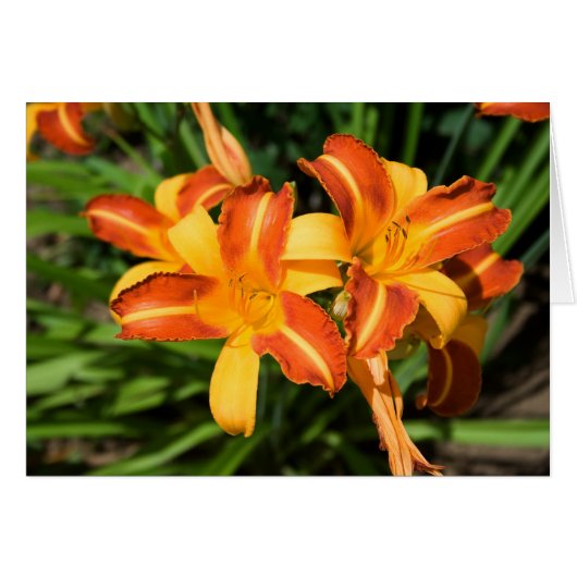 Hemerocallis fulva (Vorderseite (Horizontal))