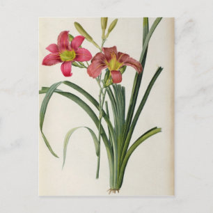 Hemerocallis fulva, aus `Les Liliacees', 1805 Postkarte