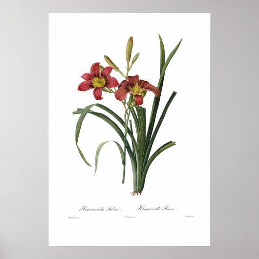 Hemerocallis fulva poster (Vorne)