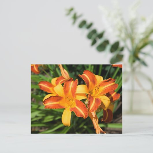 Hemerocallis fulva postkarte (Stehend Vorderseite)