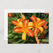 Hemerocallis fulva postkarte (Vorne/Hinten)