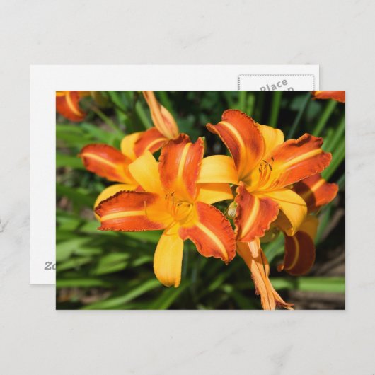 Hemerocallis fulva postkarte (Vorne/Hinten)