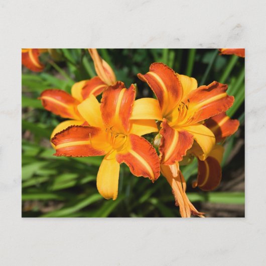 Hemerocallis fulva postkarte (Vorderseite)