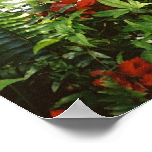 Hemingway cat 1 Fountain Drinking - Poster & Print (Ecke)