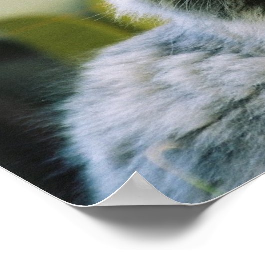 Hemingway cat 2 - Poster & Print (Ecke)