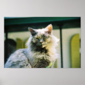 Hemingway cat 2 - Poster & Print (Vorne)
