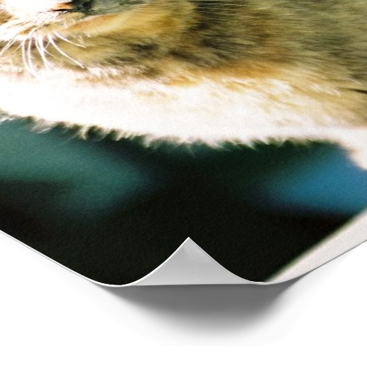 Hemingway Cat 3 - Poster & Print (Ecke)