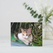 Hemingway Cat Postkarte (Stehend Vorderseite)