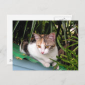 Hemingway Cat Postkarte (Vorne/Hinten)