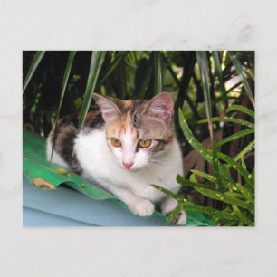 Hemingway Cat Postkarte