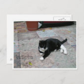Hemingway House Kitty Postkarte (Vorne/Hinten)