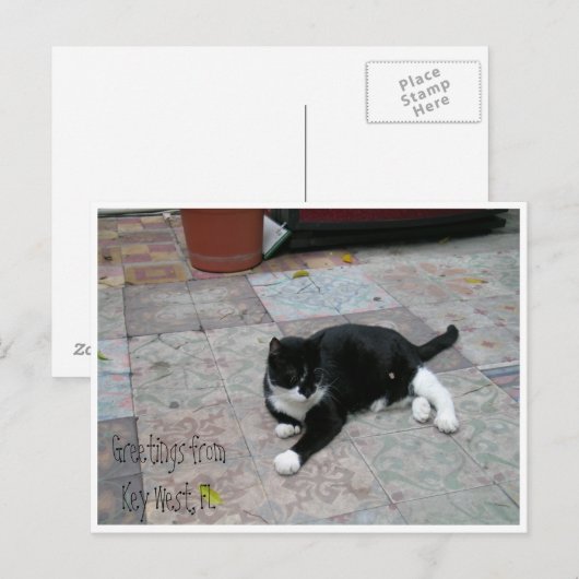 Hemingway House Kitty Postkarte (Vorne/Hinten)
