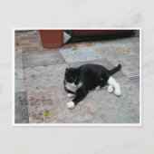 Hemingway House Kitty Postkarte (Vorderseite)