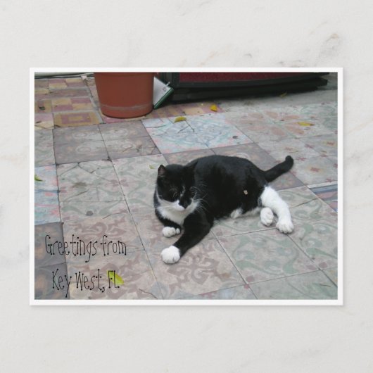 Hemingway House Kitty Postkarte (Vorderseite)