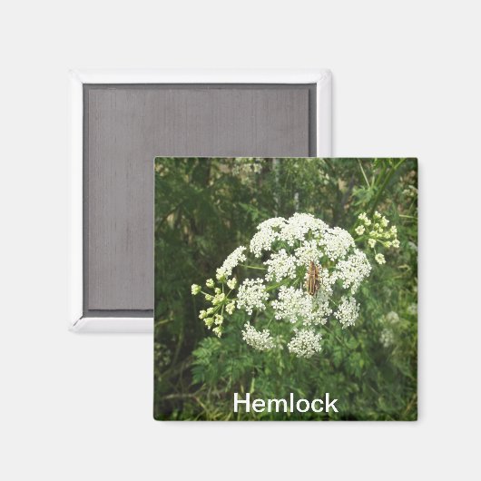 Hemlock Magnet (Vorderseite/Rückseite)