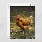 Hen Chicken Bird Farmyard Animal Poulry Postkarte (Vorne/Hinten)