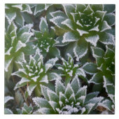 Hen & Chicks sukkultiviert mit Frost am Anfang Fliese (Vorderseite)
