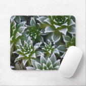 Hen & Chicks sukkultiviert mit Frost am Anfang Mousepad (Mit Mouse)