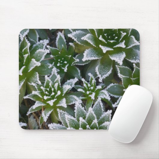 Hen & Chicks sukkultiviert mit Frost am Anfang Mousepad (Mit Mouse)