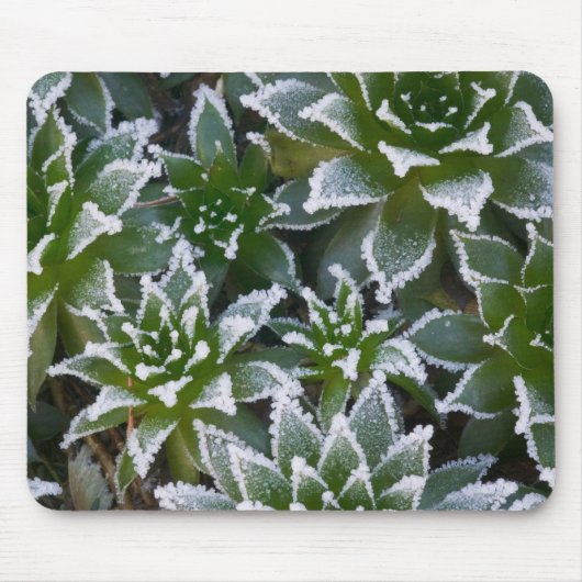 Hen & Chicks sukkultiviert mit Frost am Anfang Mousepad (Vorne)