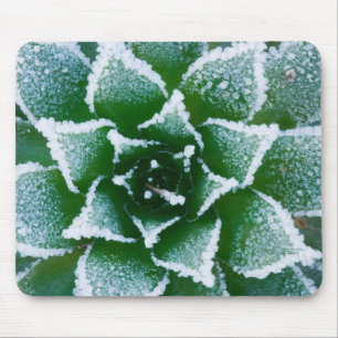 Hen & Chicks sukkultiviert mit Frost am Anfang Mousepad