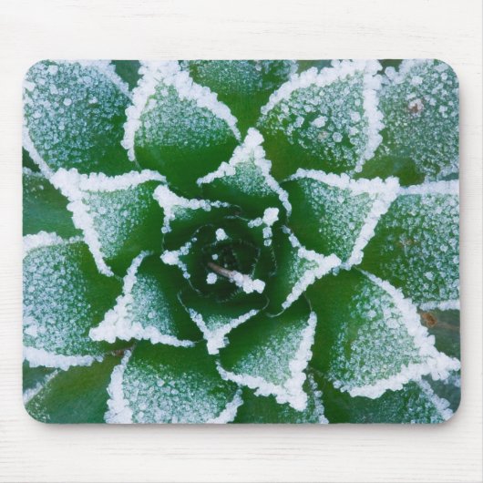 Hen & Chicks sukkultiviert mit Frost am Anfang Mousepad (Vorne)