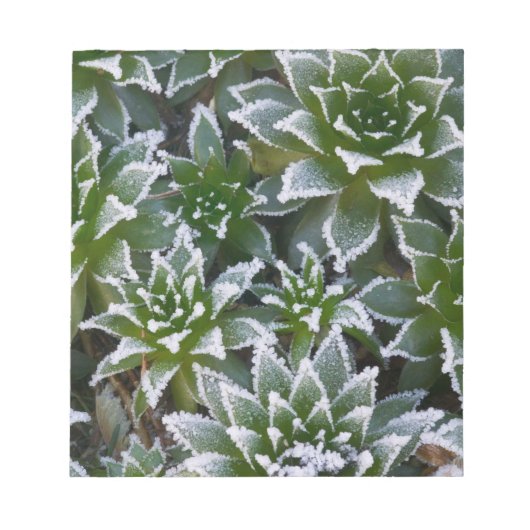 Hen & Chicks sukkultiviert mit Frost am Anfang Notizblock (Vorderseite)