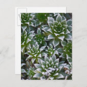 Hen & Chicks sukkultiviert mit Frost am Anfang Postkarte (Vorne/Hinten)