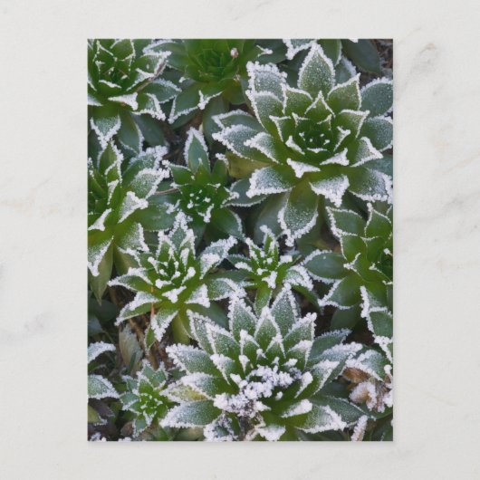 Hen & Chicks sukkultiviert mit Frost am Anfang Postkarte (Vorderseite)