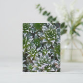 Hen & Chicks sukkultiviert mit Frost am Anfang Postkarte (Stehend Vorderseite)