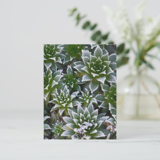 Hen & Chicks sukkultiviert mit Frost am Anfang Postkarte (Stehend Vorderseite)