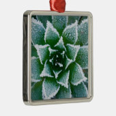 Hen & Chicks sukkultiviert mit Frost am Anfang Silbernes Ornament (Rechts)
