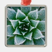 Hen & Chicks sukkultiviert mit Frost am Anfang Silbernes Ornament (Vorne)